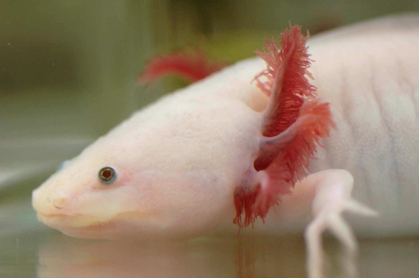 white_axolotl